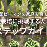 無農薬ピーマンを家庭で育てる！有機栽培に挑戦するためのステップガイド