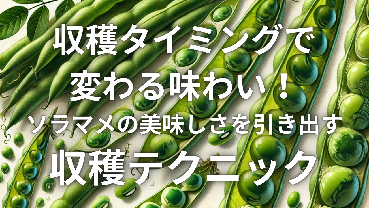 収穫タイミングで変わる味わい！ソラマメの美味しさを引き出す収穫テクニック