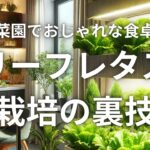家庭菜園でおしゃれな食卓に！リーフレタス栽培の裏技