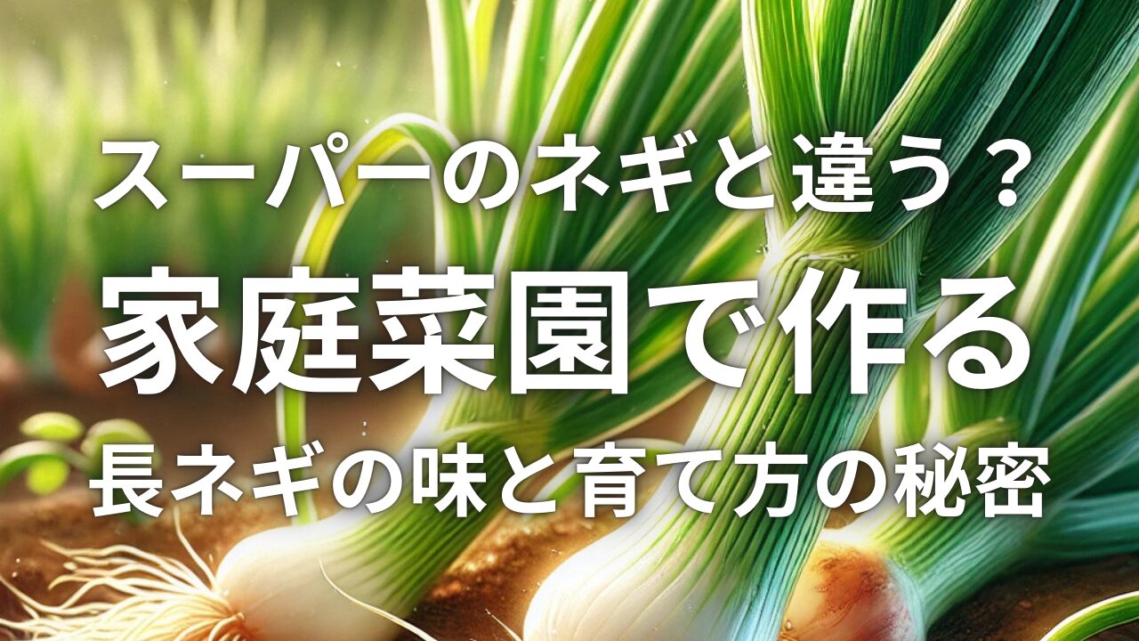 スーパーのネギと違う？家庭菜園で作る長ネギの味と育て方の秘密