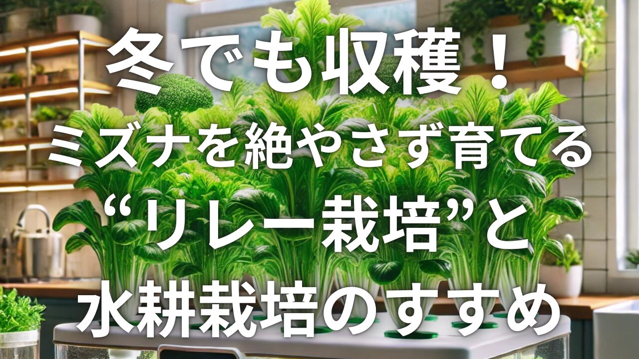 冬でも収穫！ミズナを絶やさず育てる“リレー栽培”と水耕栽培のすすめ