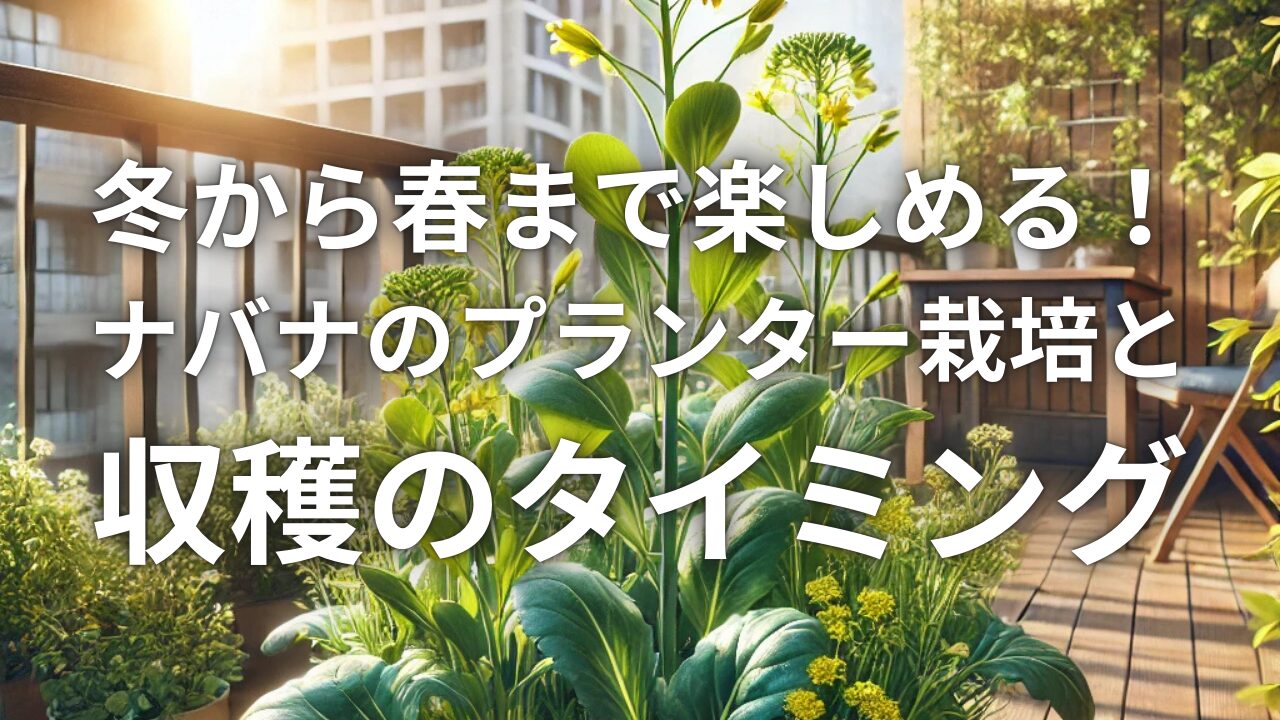 冬から春まで楽しめる！ナバナのプランター栽培と収穫のタイミング