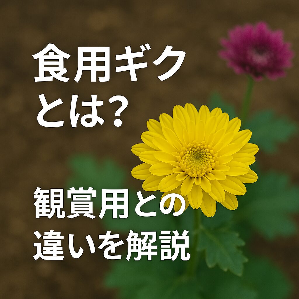食用ギクとは?観賞用との違いを解説