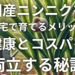 国産ニンニクを自宅で育てるメリット｜健康とコスパを両立する秘訣