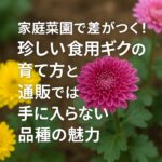 家庭菜園で差がつく！珍しい食用ギクの育て方と通販では手に入らない品種の魅力