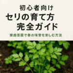 【初心者向け】セリの育て方完全ガイド｜家庭菜園で春の味覚を楽しむ方法
