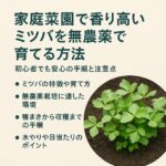 家庭菜園で香り高いミツバを無農薬で育てる方法｜初心者でも安心の手順と注意点