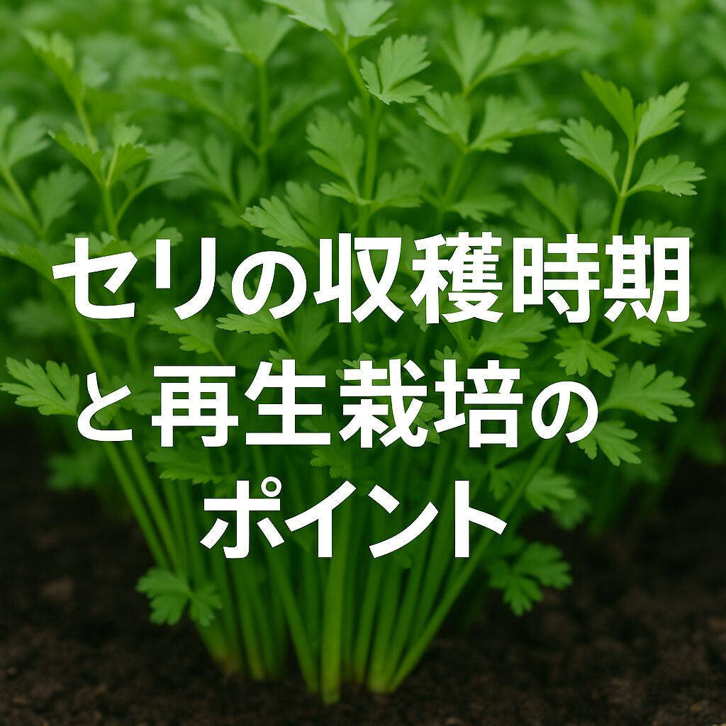 セリの収穫時期と再生栽培のポイント