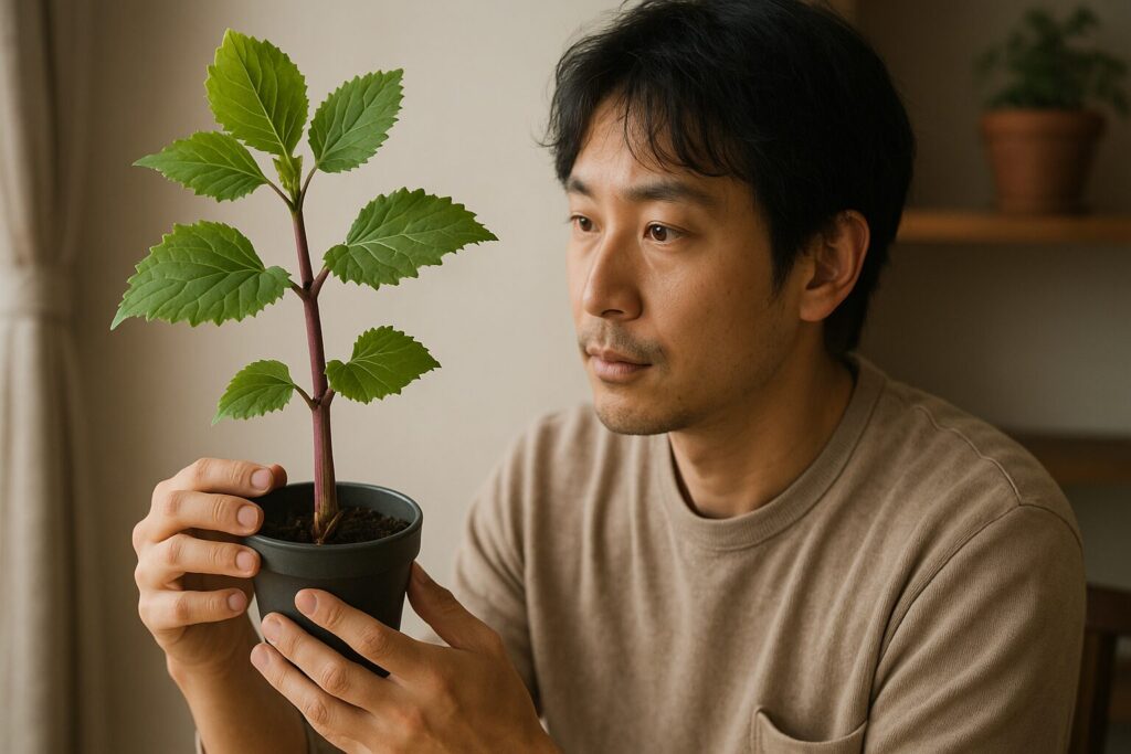 山ウドとはどんな植物か特徴と魅力を知ろう