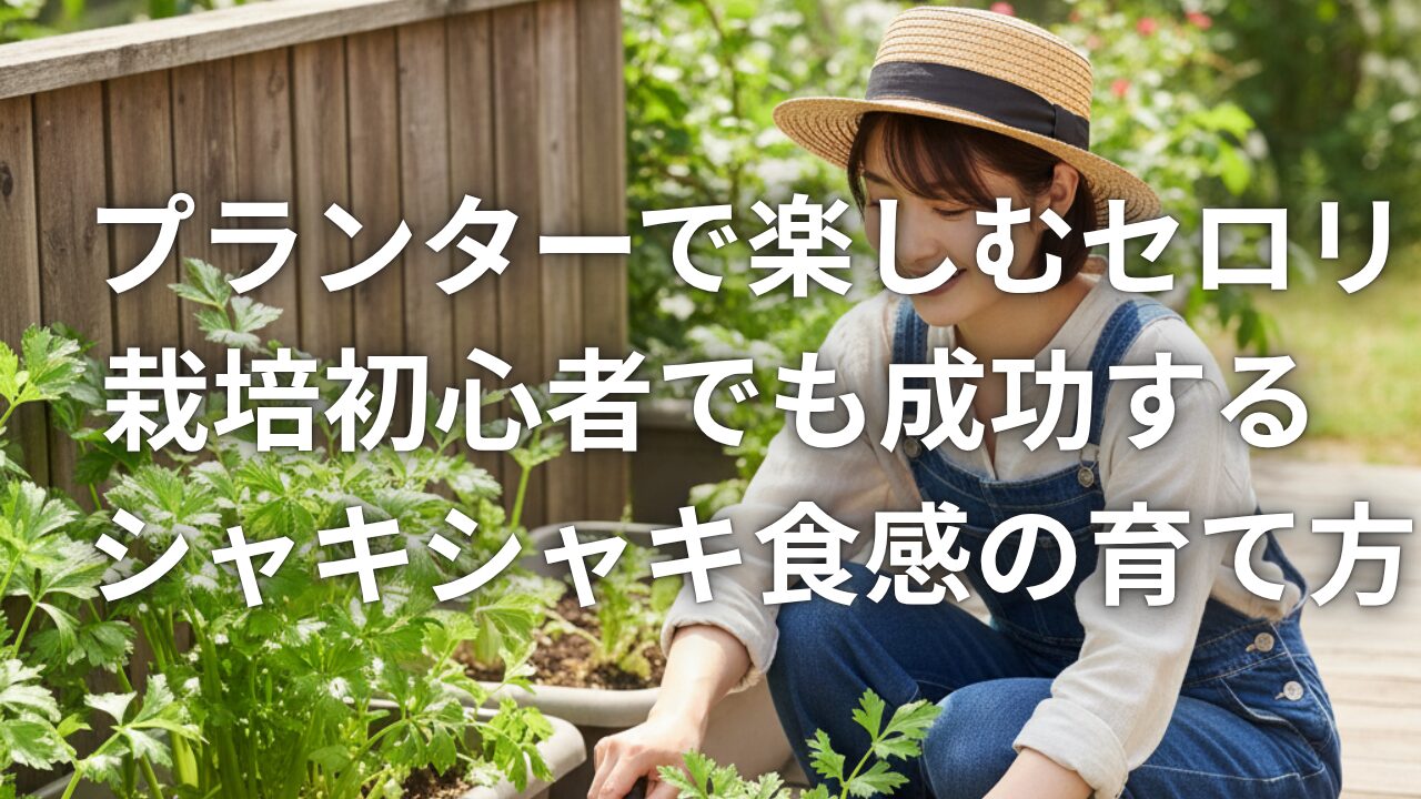 プランターで楽しむセロリ栽培初心者でも成功するシャキシャキ食感の育て方