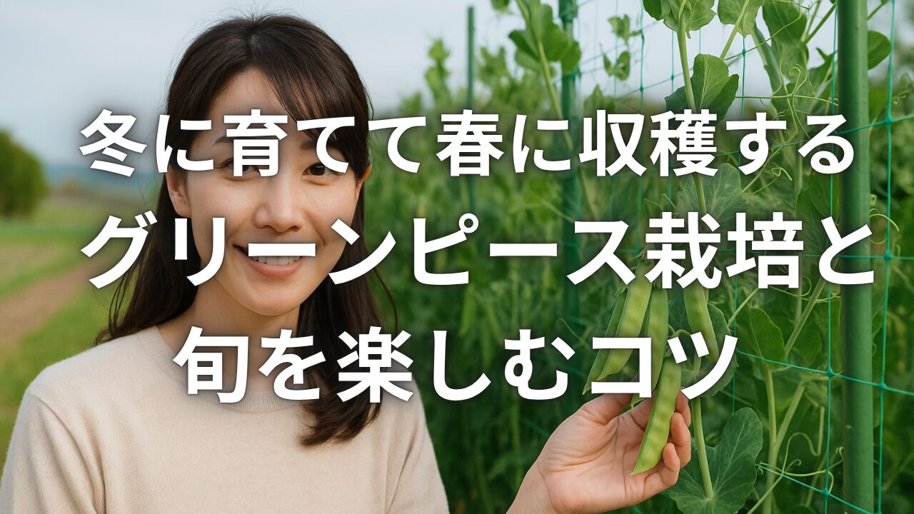 冬に育てて春に収穫するグリーンピース栽培と旬を楽しむコツ