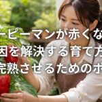 カラーピーマンが赤くならない原因を解決する育て方と実を完熟させるためのポイント