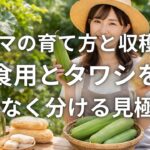 ヘチマの育て方と収穫時期 食用とタワシを失敗なく分ける見極め方