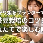 湯あがり娘をプランターで育てる枝豆栽培のコツと採れたてで楽しむ晩酌
