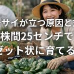 ターサイが立つ原因と対策 株間25センチでロゼット状に育てる方法