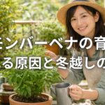レモンバーベナの育て方 枯れる原因と冬越しのコツ
