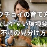 パクチョイの育て方で失敗しやすい環境要因と不調の見分け方