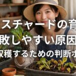 スイスチャードの育て方 失敗しやすい原因と長く収穫するための判断ポイント