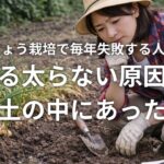 らっきょう栽培で毎年失敗する人の共通点腐る太らない原因は土の中にあった
