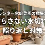 プランター家庭菜園の猛暑対策 枯らさない水切れと照り返し対策