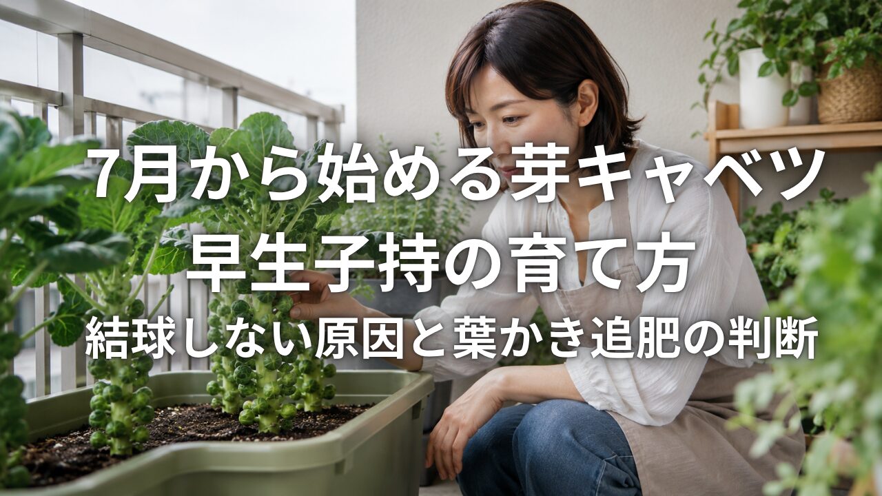 7月から始める芽キャベツ早生子持の育て方 結球しない原因と葉かき追肥の判断