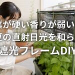 大葉が硬い香りが弱い原因 真夏の直射日光を和らげる遮光フレームDIY