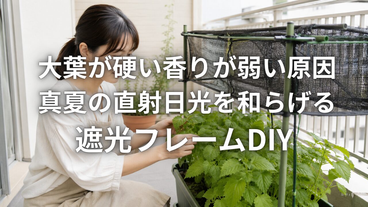 大葉が硬い香りが弱い原因 真夏の直射日光を和らげる遮光フレームDIY