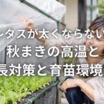 茎レタスが太くならない原因 秋まきの高温と徒長対策と育苗環境DIY