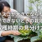 ロマネスコが大きくならない原因 花蕾ができないときの栽培条件と収穫時期の見分け方