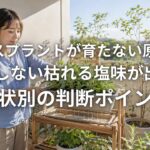アイスプラントが育たない原因とは 発芽しない枯れる塩味が出ない症状別の判断ポイント