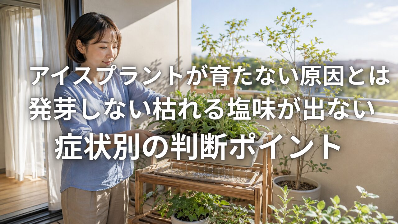 アイスプラントが育たない原因とは 発芽しない枯れる塩味が出ない症状別の判断ポイント