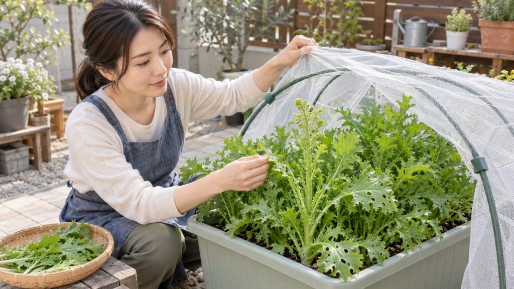 わさび菜の葉が硬くなる原因ととう立ちや害虫への対策