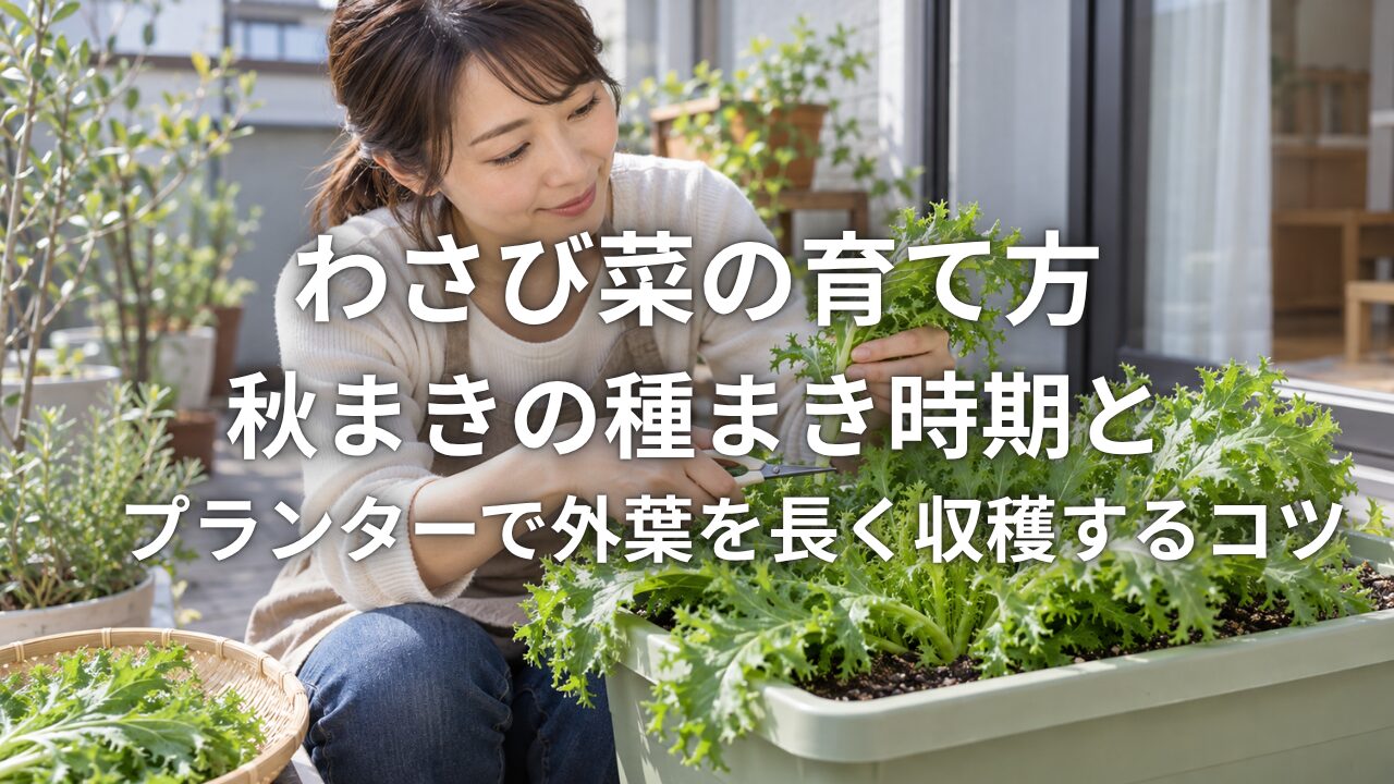 わさび菜の育て方 秋まきの種まき時期とプランターで外葉を長く収穫するコツ